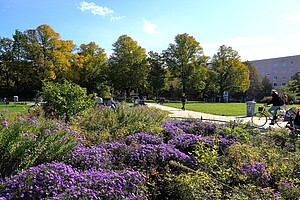 Auf diesem Bild sind lila blühende Blumen in einem Beet im Forckenbeckplatz zu sehen. Im Hintergrund radelt eine Person mit einem Fahrrad vorbei, während andere Menschen den sonnigen Herbsttag im Park genießen. Die Bäume im Hintergrund sind teils grün, teils goldgelb gefärbt.