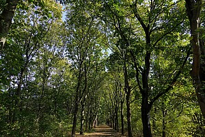 Ein Spazierweg im Volkspark Rehberge in Berlin, umrahmt von einer dichten Baumallee. Das Licht der Sonne scheint durch das grüne Blätterdach und erzeugt eine ruhige, herbstliche Stimmung.