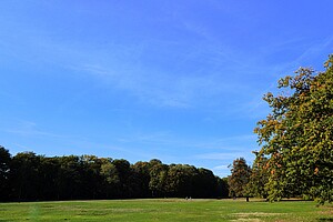 Eine grüne Wiese im Volkspark Rehberge, mit vereinzelten Spaziergängern und umrahmt von hohen Bäumen. Rechts im Bild ein großer Baum mit herbstlich gefärbten Blättern. Der Himmel ist strahlend blau ohne Wolken.