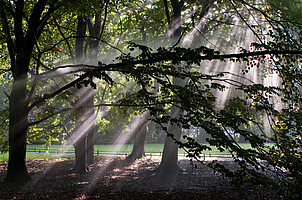 Bäume im Tiergarten